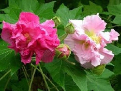 Hoa và lá phù dung - Vị thuốc giải độc, giảm đau